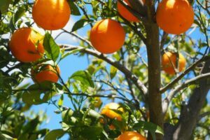 naranjas canarias