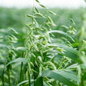 EL AUGE DEL CULTIVO DE AVENA EN CANARIAS