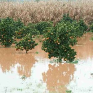 AYUDAS AL SECTOR AGRARIO AFECTADO POR LA DANA