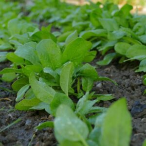 SIEMBRA DE ESPINACAS EN CANARIAS EN OTOÑO