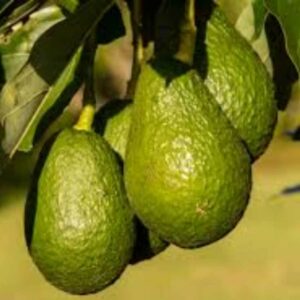 EL AGUACATE DE CANARIAS, A UN PASO DEL SELLO IGP