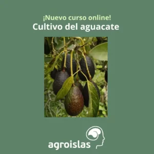 CURSO ONLINE DE CULTIVO DEL AGUACATE