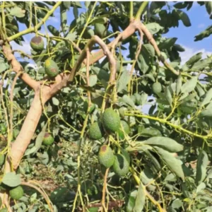 CÓMO EVITAR DAÑOS EN LOS AGUACATES POR EL SOL