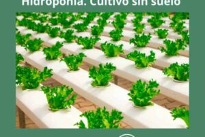 CURSO ONLINE DE HIDROPONÍA