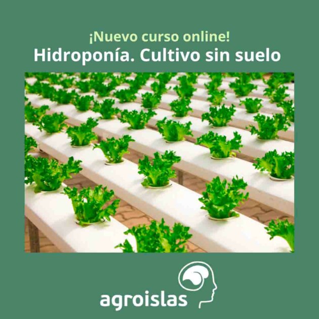 CURSO ONLINE DE HIDROPONÍA