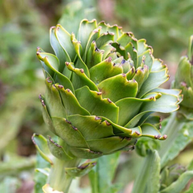 DESCUBRE EL CULTIVO DE LA ALCACHOFA