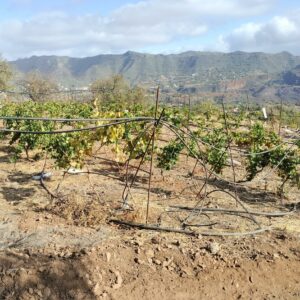 PROYECTO DE EJECUCION DE BANCALES PARA CULTIVO DE FRUTALES