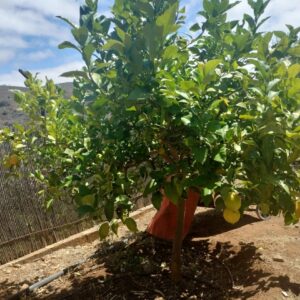 PROYECTO DE DEPÓSITO SEMIENTERRADO PARA RIEGO