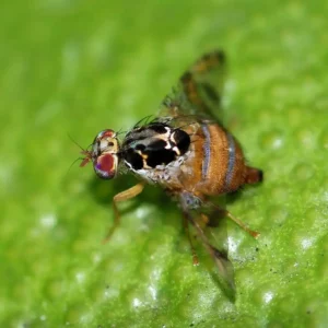 CONTROL Y PREVENCIÓN DE LA MOSCA DE LA FRUTA