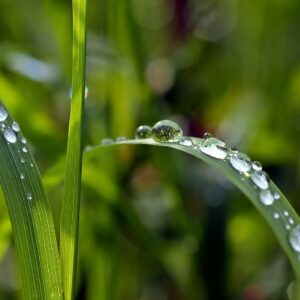 OPTIMIZACIÓN DEL USO DEL AGUA EN LA AGRICULTURA