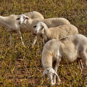 CÓMO REDUCIR LA HUELLA DE CARBONO EN LA AGRICULTURA