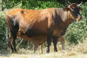 ganaderia