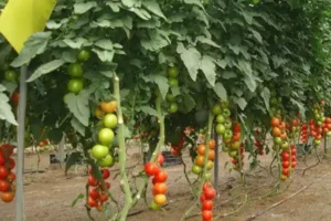 tomatero