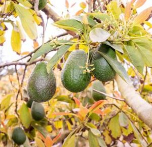 EL AGUACATE DE CANARIAS CONSIGUE LA IGP