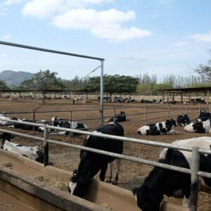 CURSO ONLINE DEL CONTROL SANITARIO EN LA GANADERIA