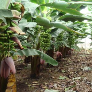 GASEL PLUS Y EL PLATANO: ¡LO QUE DEBES SABER!