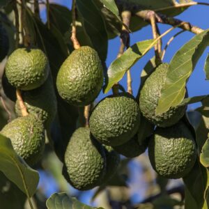 PROHIBICIÓN DEL USO DE FLUPIRADIFURONA EN AGUACATE