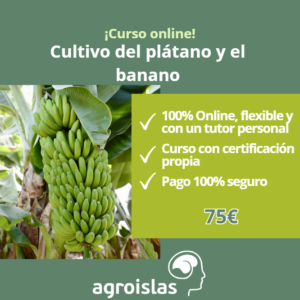 NUEVO CURSO ONLINE DEL CULTIVO DEL PLÁTANO