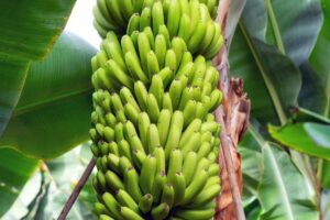 curso platano 18.25
