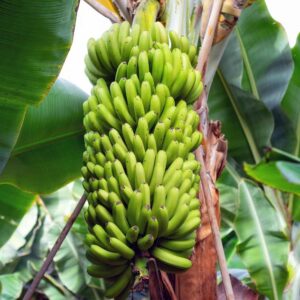 CURSO 100 % ONLINE CULTIVO DEL PLATANO Y BANANO