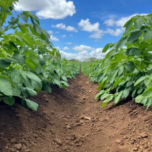 AYUDAS PARA CULTIVO DE PAPA AFECTADO POR POLILLA