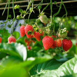 CRECE CADA SEMANA CON AGROISLAS