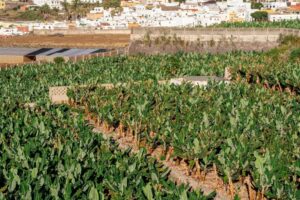 NOTICIA EXTERNA AYUDA AL PLATANO SEMANA 22.25