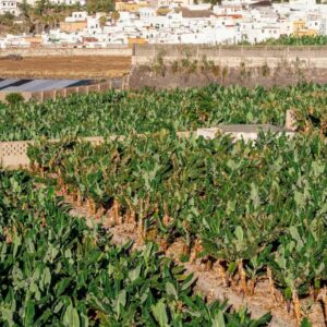 NUEVA NORMATIVA PARA EL PLÁTANO EN CANARIAS