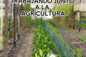 SEMANA 23.25 BIENBENIDA AGROISLA