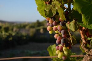 SEMANA 23.25 VINO