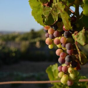 IMPULSO VITIVINÍCOLA EN GRAN CANARIA
