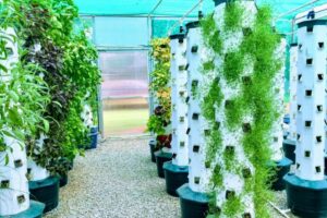 SEMANA 23.25. CULTIVO AEROPONIA VERTCAL