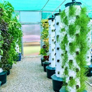 INFORME DE VIABILIDAD DEL CULTIVO EN AEROPONIA