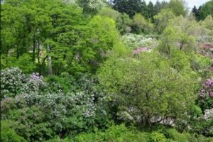SEMANA 23.25. CURSO DE RECONOCIMIENTO DE ESPECIES ORNAMENTALES