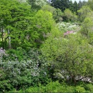 CURSO ONLINE DE ESPECIES ORNAMENTALES