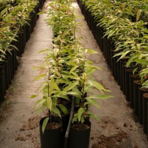 DESMANTELADO VIVERO ILEGAL EN TENERIFE