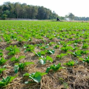 AGROISLAS IMPULSA LA SOSTENIBILIDAD AGRONÓMICA