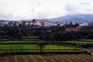 campo canario semana 21.25