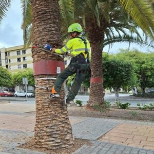 ¡NUEVO CONVOCATORIA DE TRABAJOS EN PALMERAS!
