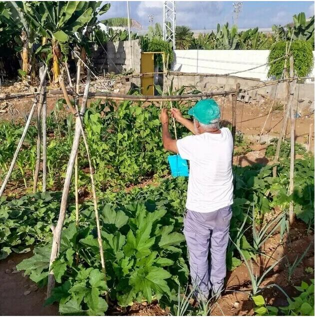 CURSO ONLINE: AGRICULTURA ECOLOGICA