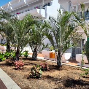 RENOVACIÓN JARDINES HOTEL ALLSUM BARLOVENTO
