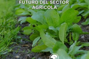 Primer plano de plantas jóvenes, posiblemente espinacas o rúcula, creciendo en tierra húmeda. El texto sobre la imagen dice 'AGROISLAS, PRESENTE Y FUTURO DEL SECTOR AGRICOLA' y el logo de Agroislas. Representa el crecimiento y la sostenibilidad en la agricultura.