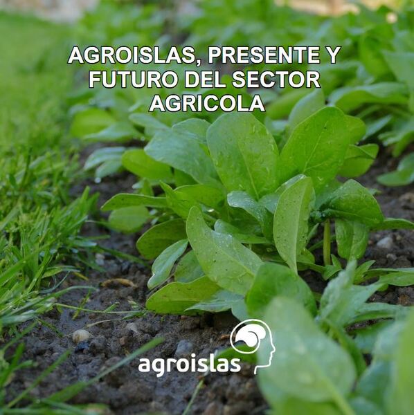 Primer plano de plantas jóvenes, posiblemente espinacas o rúcula, creciendo en tierra húmeda. El texto sobre la imagen dice 'AGROISLAS, PRESENTE Y FUTURO DEL SECTOR AGRICOLA' y el logo de Agroislas. Representa el crecimiento y la sostenibilidad en la agricultura.
