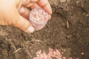 Una mano sostiene una pequeña medida de fertilizante granular de color rosa pálido, esparciéndolo sobre la tierra oscura y húmeda. En la parte superior derecha, se observa una cebolla o bulbo parcialmente enterrado.