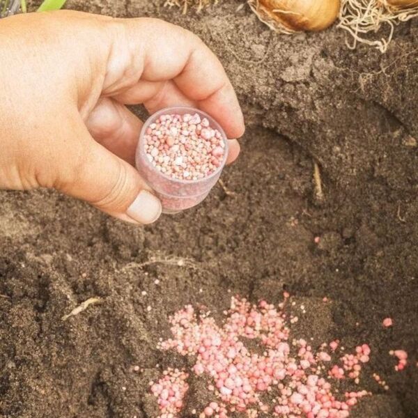 Una mano sostiene una pequeña medida de fertilizante granular de color rosa pálido, esparciéndolo sobre la tierra oscura y húmeda. En la parte superior derecha, se observa una cebolla o bulbo parcialmente enterrado.