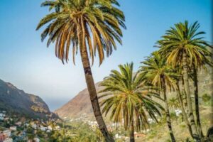 Palmeral exuberante en un valle montañoso con un pueblo en el fondo, simbolizando el entorno natural de las Islas Canarias y la experiencia local.