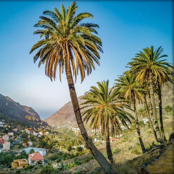 Palmeral exuberante en un valle montañoso con un pueblo en el fondo, simbolizando el entorno natural de las Islas Canarias y la experiencia local.