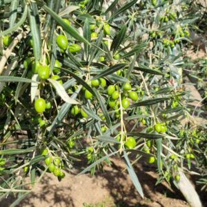 Primer plano de un olivo joven con múltiples aceitunas verdes inmaduras. Las hojas largas y plateadas del olivo son prominentes. El suelo árido es visible en la parte inferior, sugiriendo un cultivo en zona mediterránea o similar.