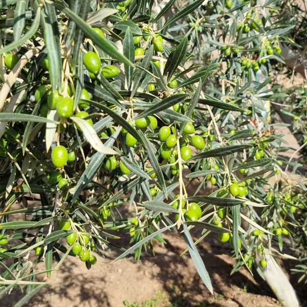 Primer plano de un olivo joven con múltiples aceitunas verdes inmaduras. Las hojas largas y plateadas del olivo son prominentes. El suelo árido es visible en la parte inferior, sugiriendo un cultivo en zona mediterránea o similar.