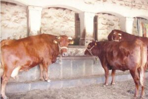 Dos vacas de raza murciana o similar, de color marrón rojizo, de pie en un establo con paredes de piedra y heno en el suelo. Una vaca está de frente y la otra de espaldas. Sugiere una granja o explotación ganadera.